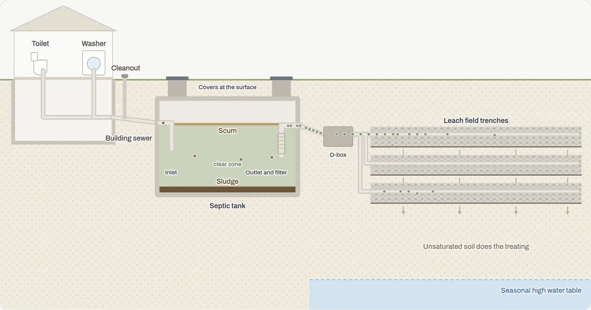 Cutaway of a septic system: the house drain, the septic tank with scum, clear zone and sludge, the distribution box, and three leach field trenches above the water table